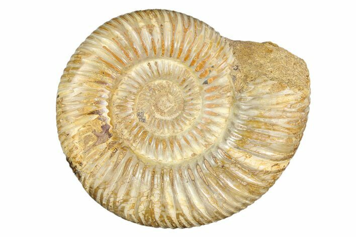 Polished Jurassic Ammonite (Perisphinctes) - Madagascar #256007